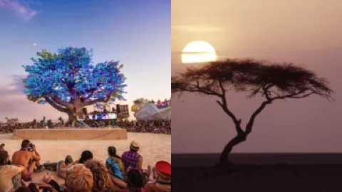 撒哈拉特内雷之树