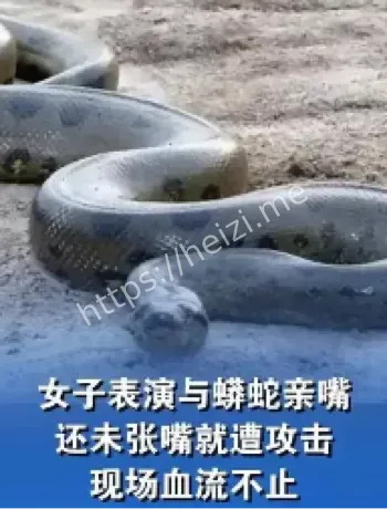 蟒蛇咬人婚礼事故